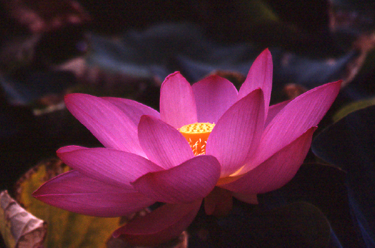 flora photo