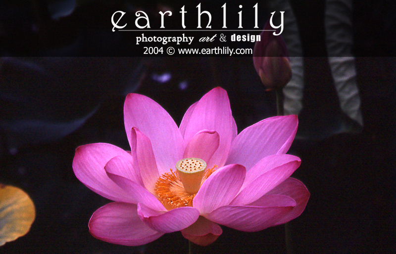 lotus1