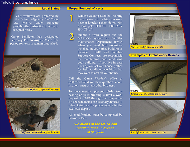 CP Cliff Swallows-2