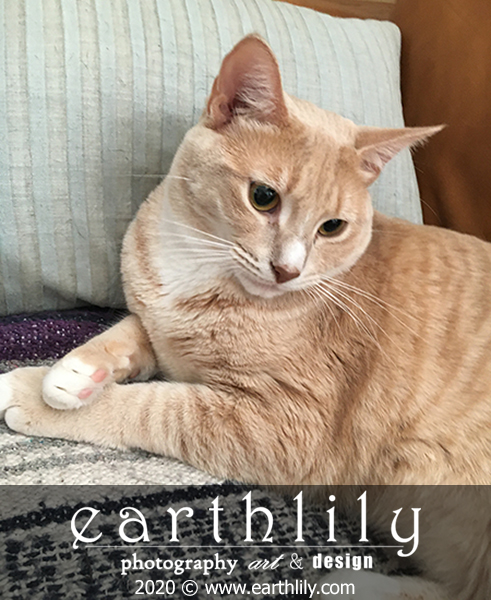 Tigger Cat