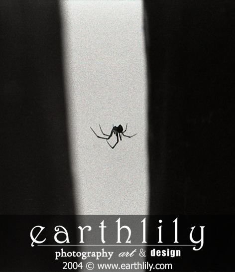 Spider