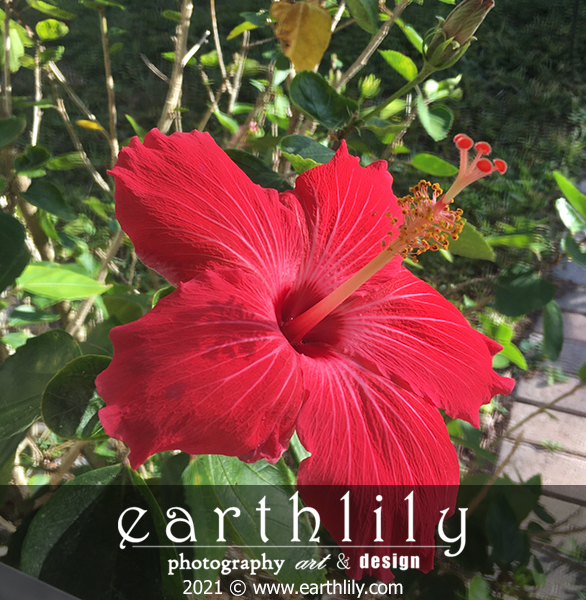 Hibiscus