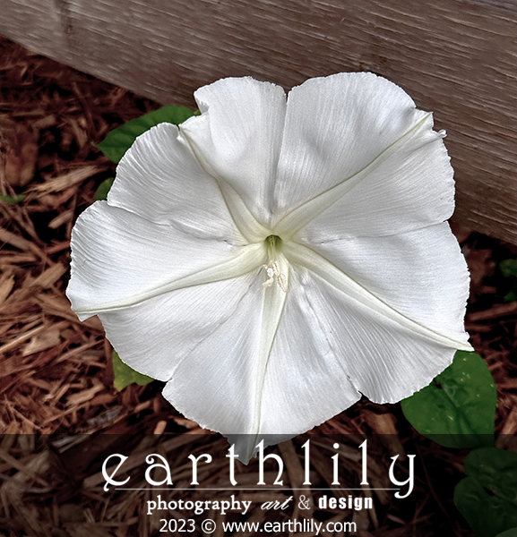 Moonflower