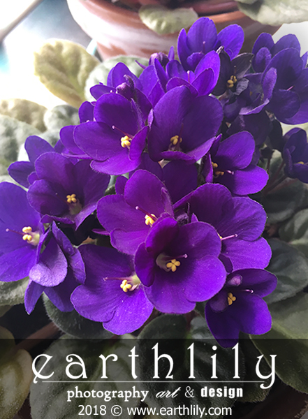 Violets