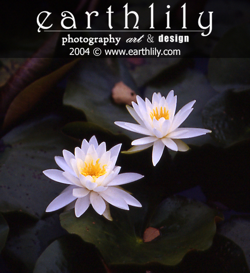 Water Lilies