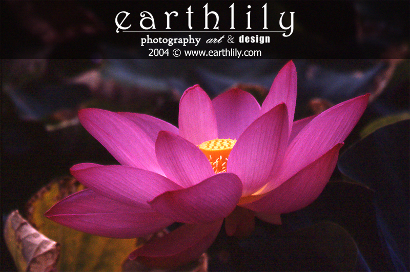 Lotus 2