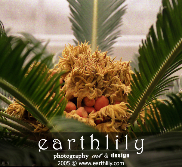 Palm Berries