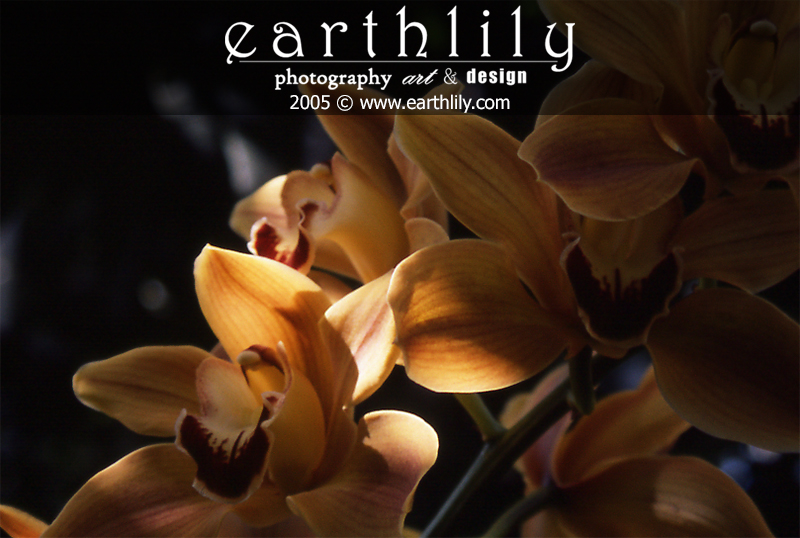 Yellow Orchids
