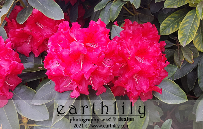 Azalea