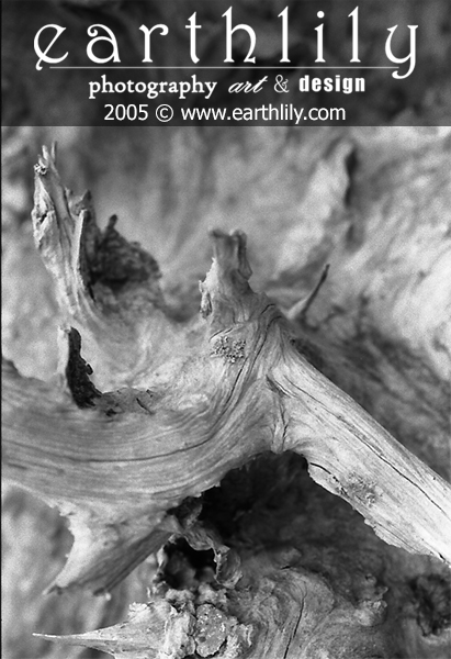 Driftwood