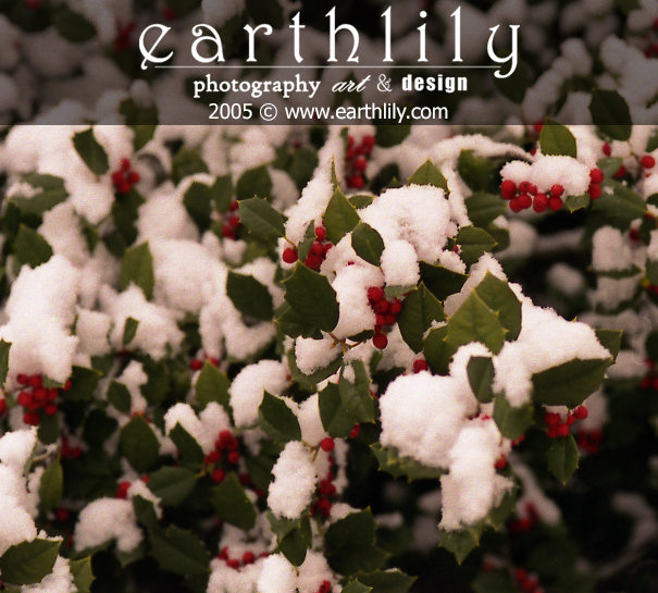 Holly